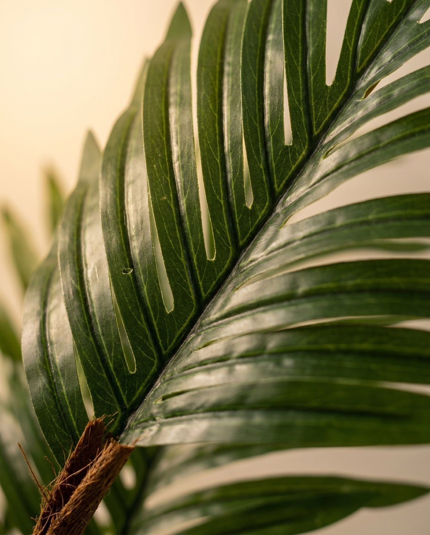 Maison Moya - Areca Palm Tropical Indoor Palm - 03 closeup-top