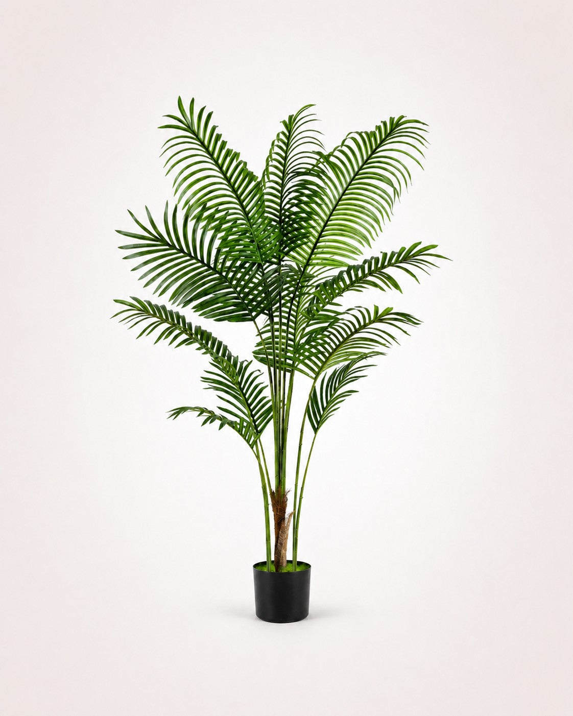 Maison Moya areca-palm