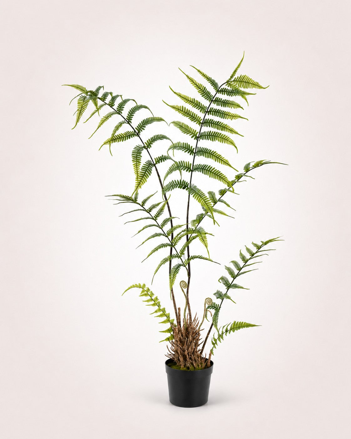 Maison Moya boston-fern