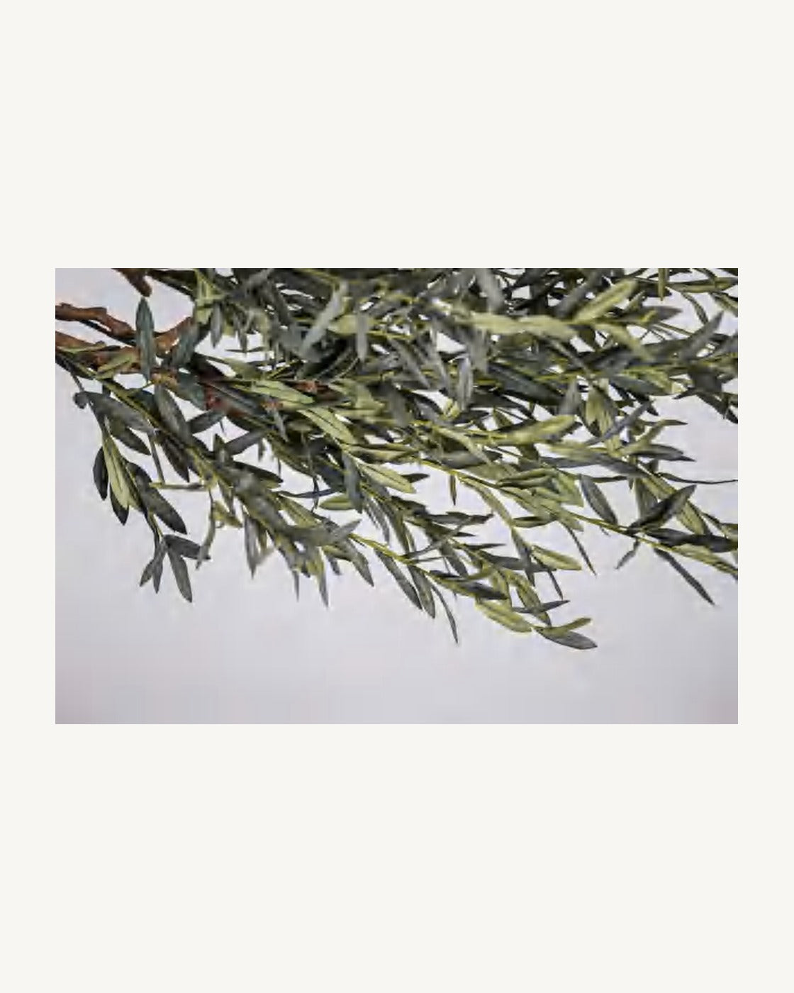 Braga Artificial Olive Tree, full product studio view in the included nursery pot