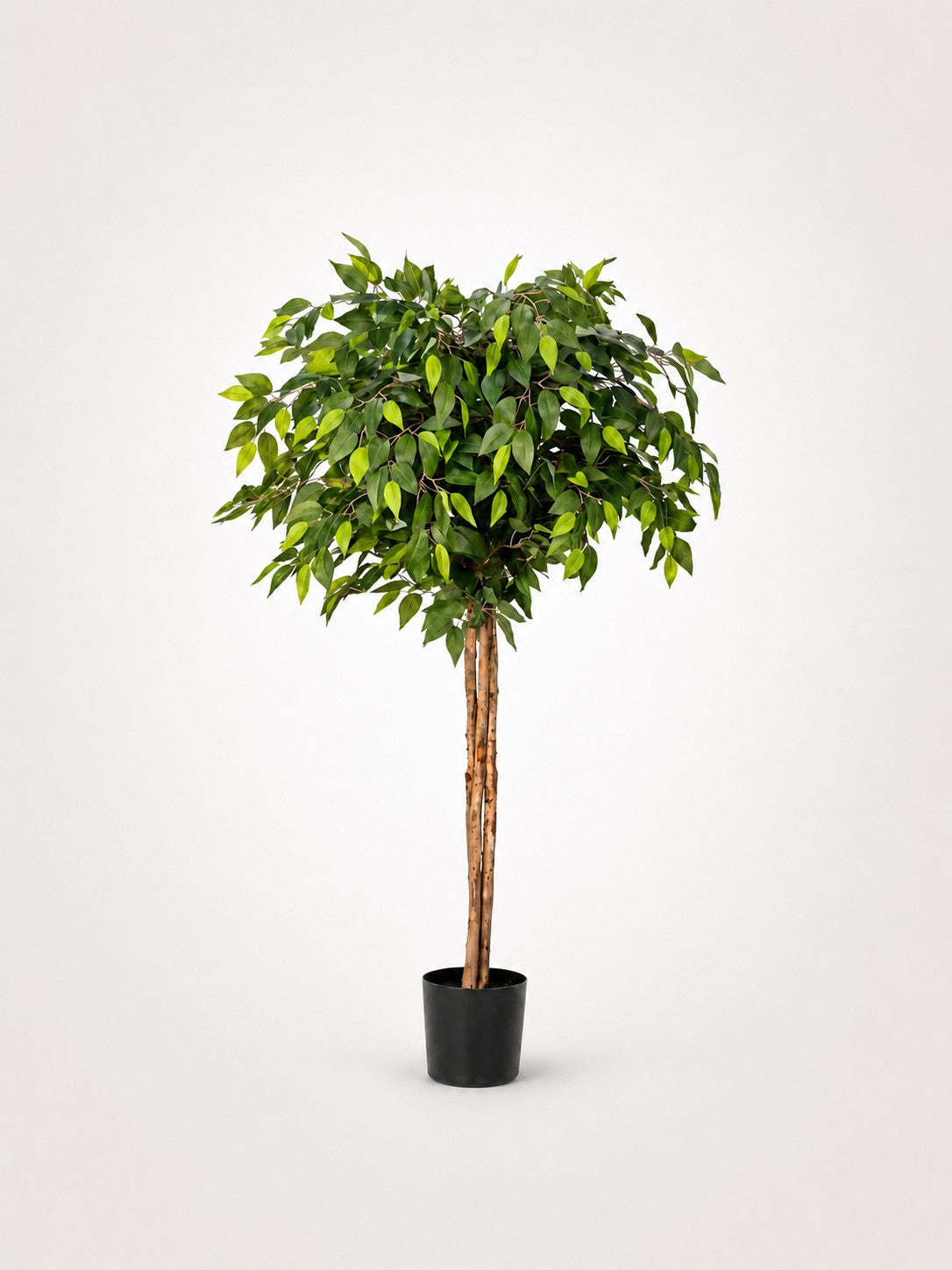 Maison Moya ficus