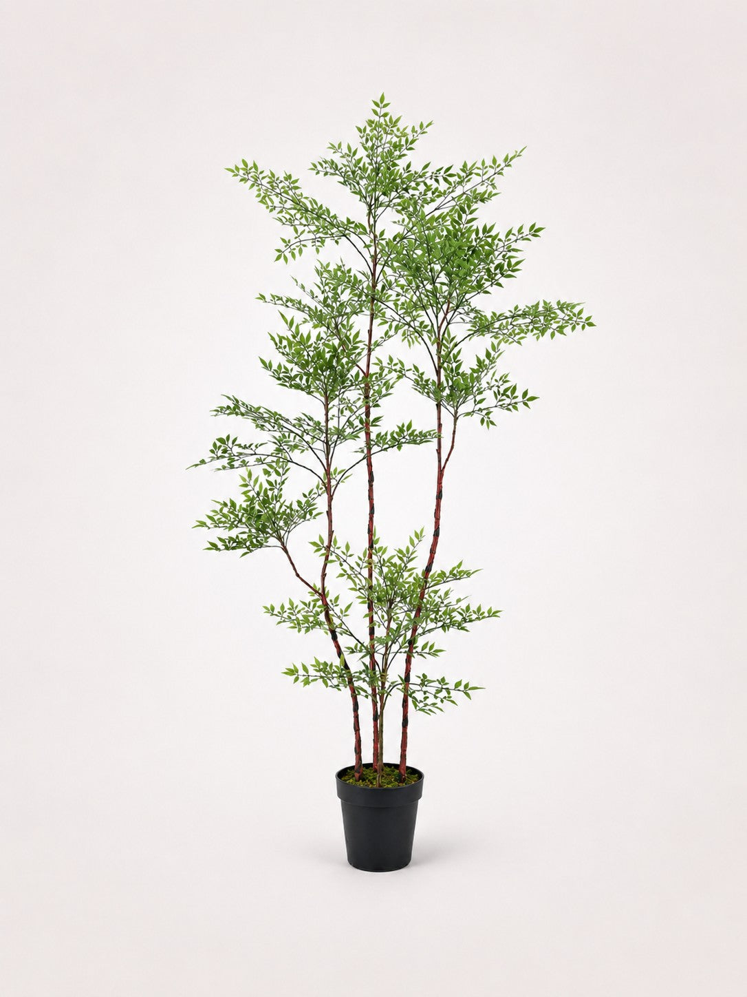 Maison Moya nandina