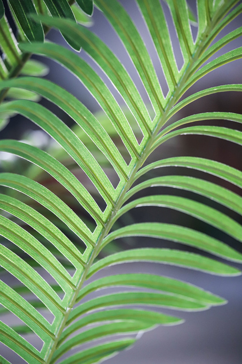 Areca Palm Tropical Indoor Palm