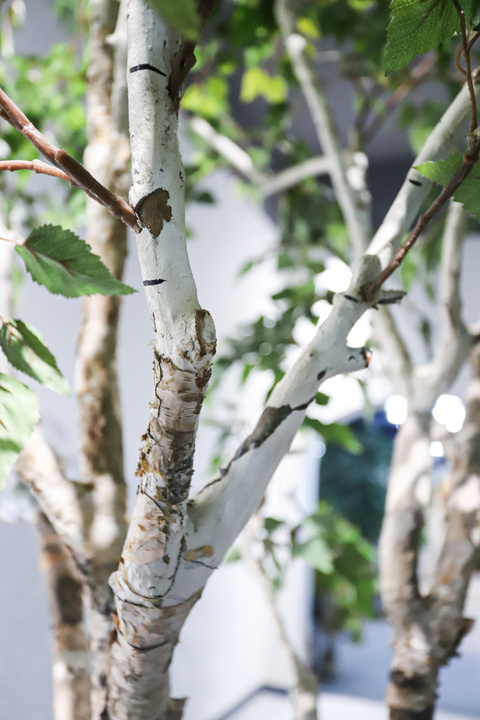 Birch Tree Real Trunk Indoor Tree