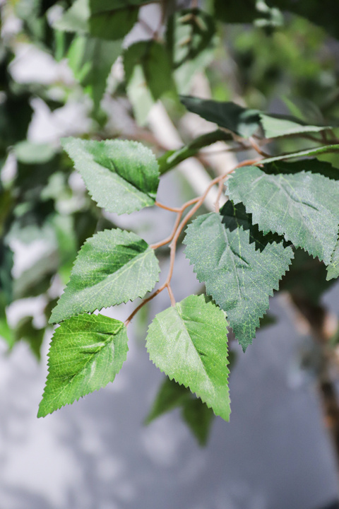 Birch Tree Real Trunk Indoor Tree