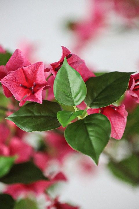 Bougainvillea Mediterranean Flowering Tree