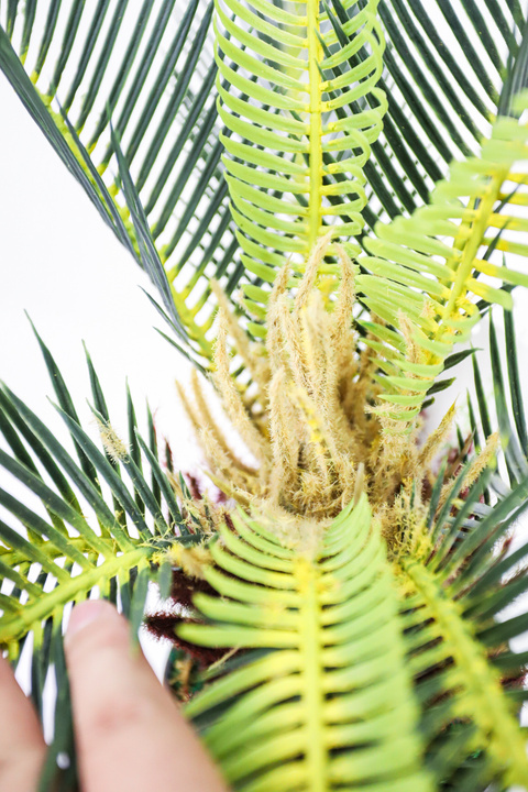 Sago Palm Compact Tropical Plant