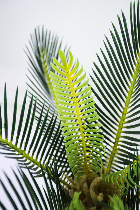 Sago Palm Compact Tropical Plant