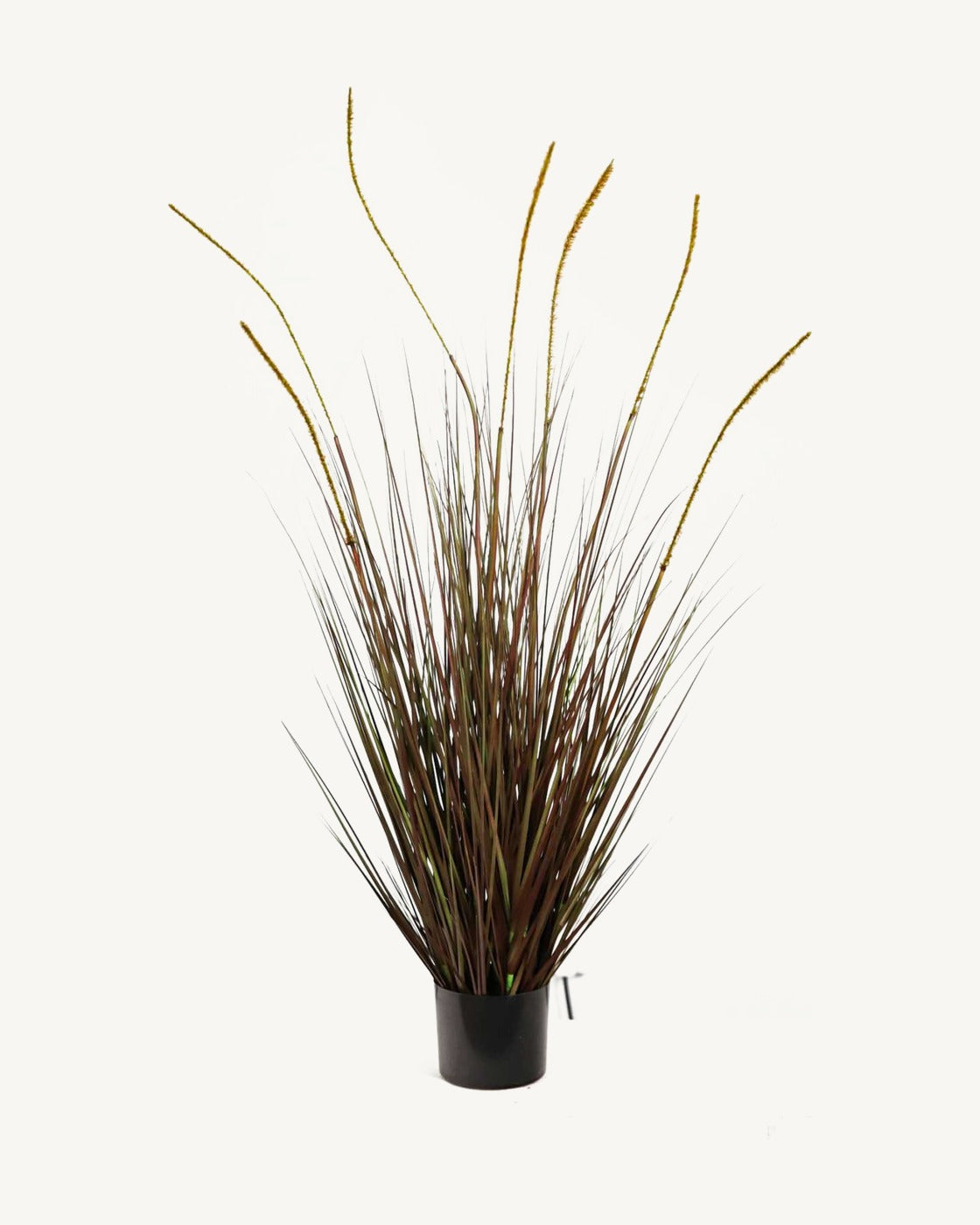 Salina Artificial Cattail Grass, full product studio view in the included nursery pot