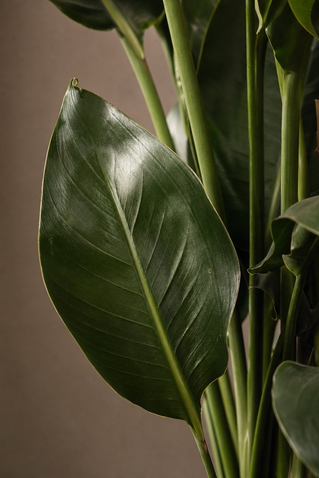Maison Moya - Traveler's Palm Tropical Statement Tree - closeup detail