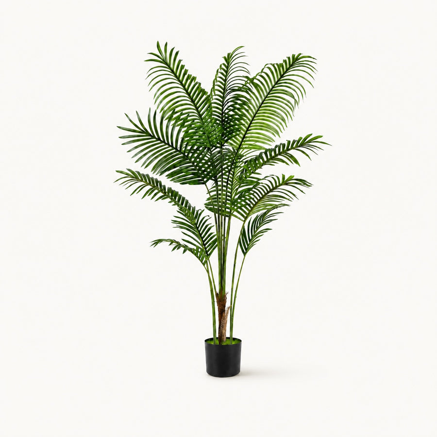 Areca Palm Tropical Indoor Palm
