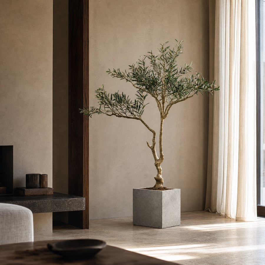 Olive Tree Classic Mediterranean