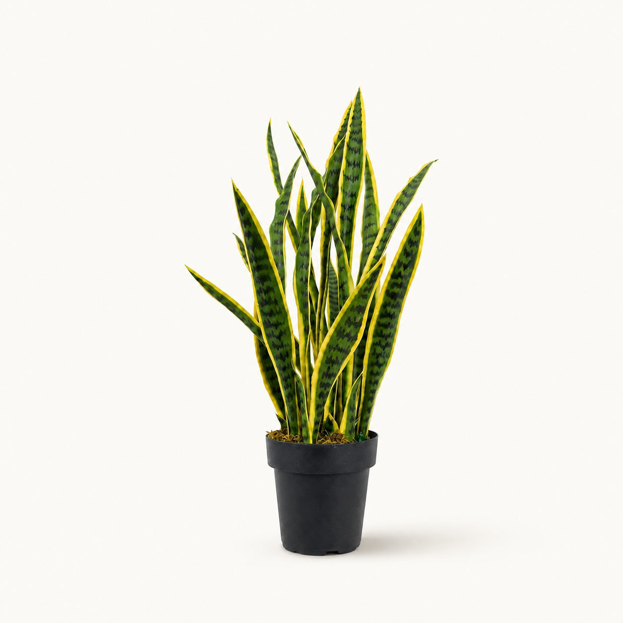 Snake Plant Architectural Faux Plant
