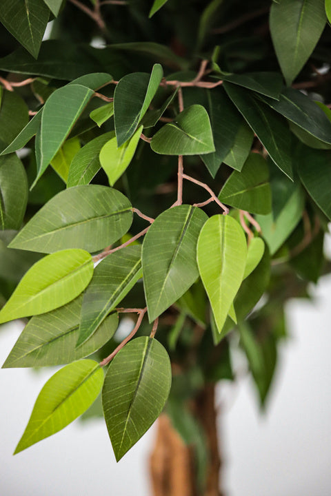 Faux ficus tree used as a low-maintenance apartment plant
