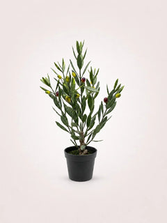 Maison Moya olive-mini