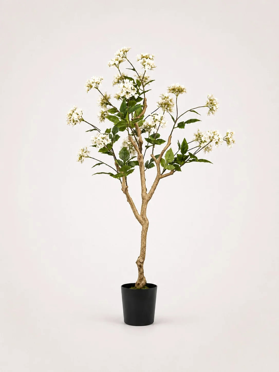 Maison Moya hydrangea