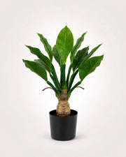 Maison Moya tropical-leaf