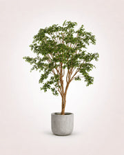 Banyan Tree Real Wood Trunk XL Statement – Maison Moya