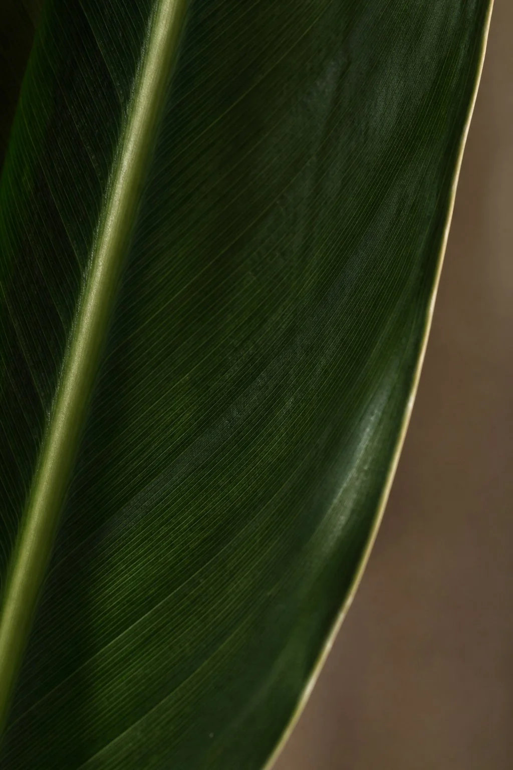 Maison Moya - Traveler's Palm Tropical Statement Tree - closeup surface