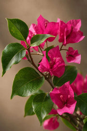 Maison Moya - Bougainvillea Mediterranean Flowering Tree - closeup detail