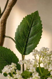 Maison Moya - Hydrangea Potted Flowering Plant - closeup detail