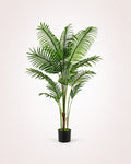 Areca Palm Tropical Indoor Palm