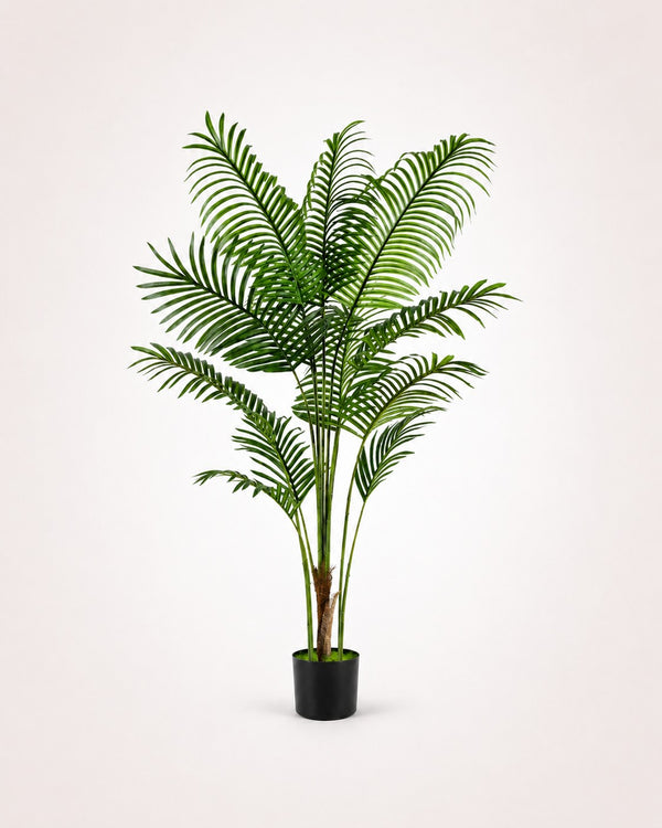 Areca Palm Tropical Indoor Palm