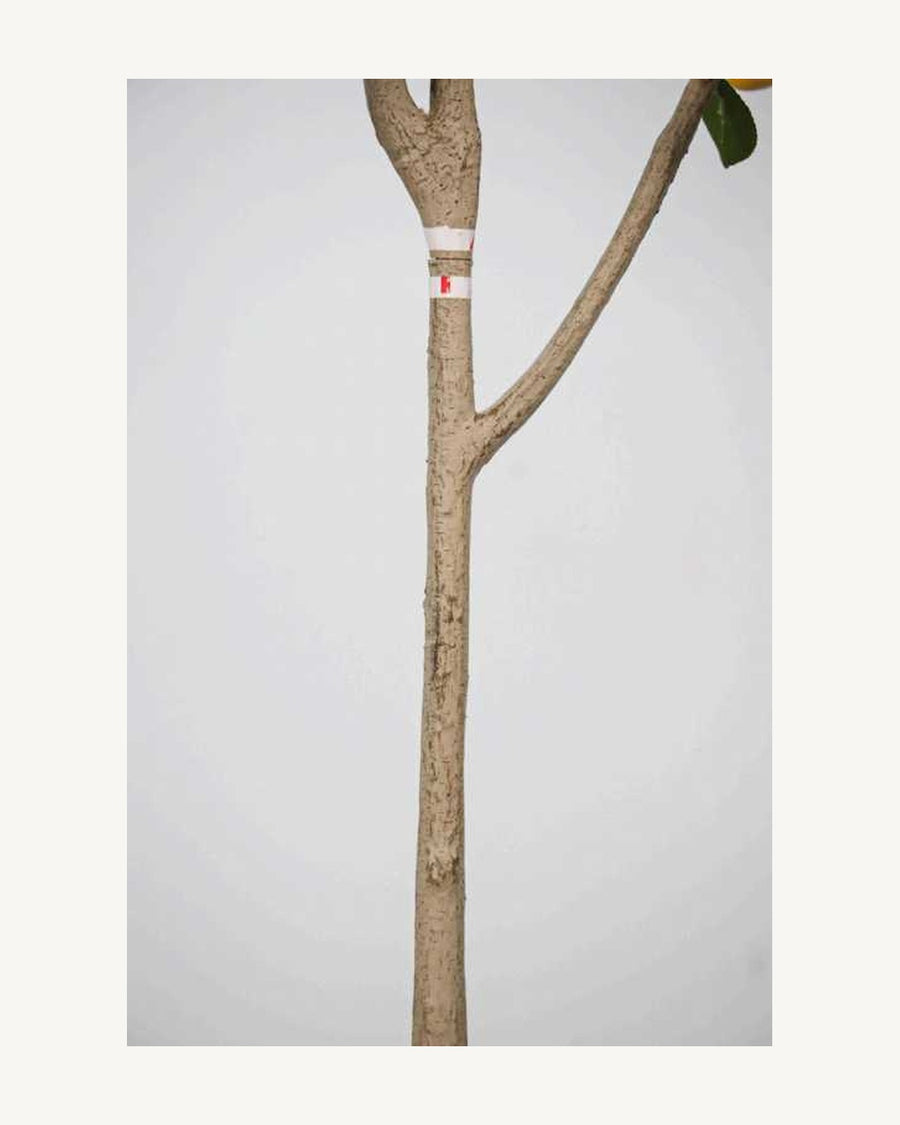Arezzo Artificial Lemon Tree, full product studio view in the included nursery pot