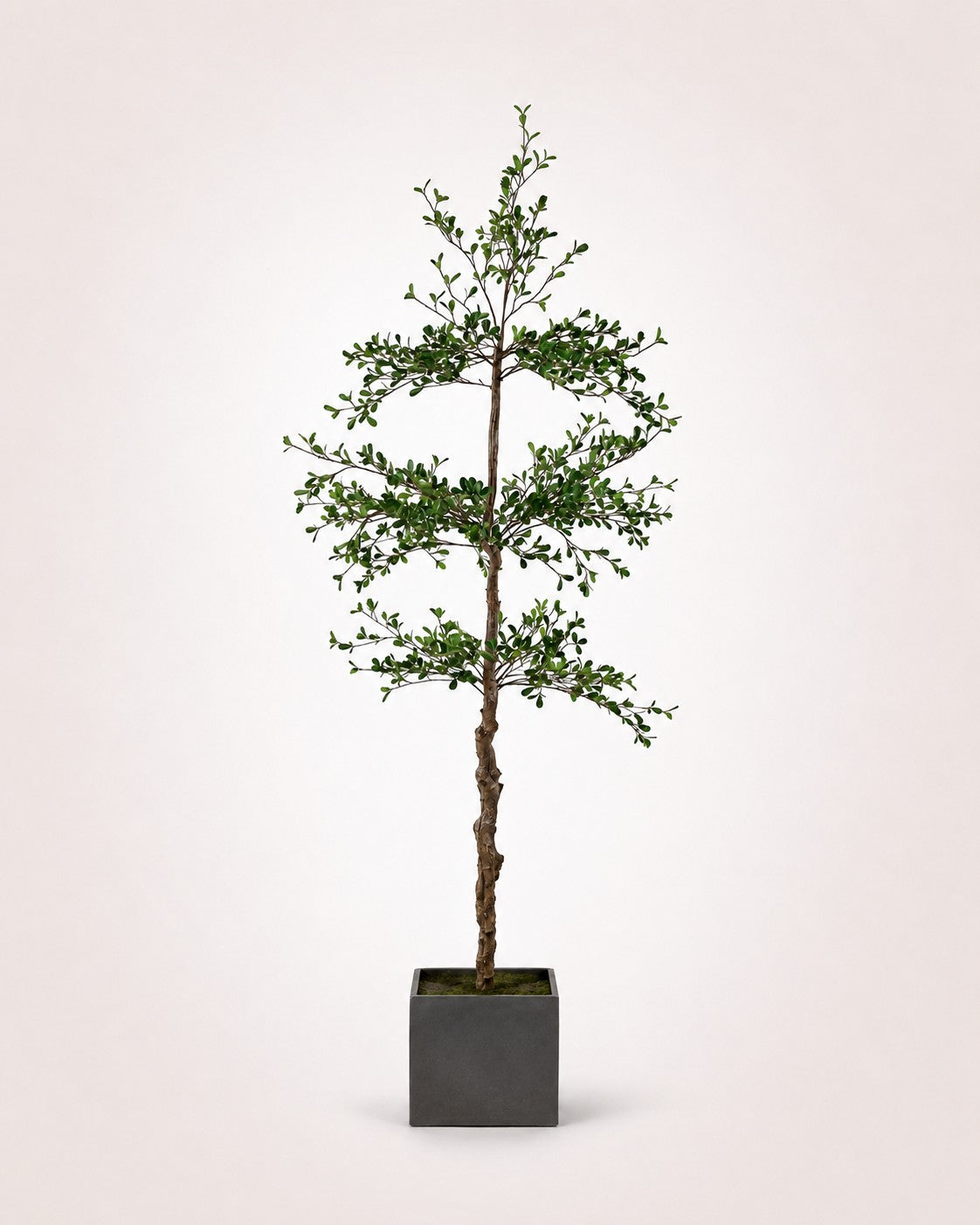 Maison Moya black-olive