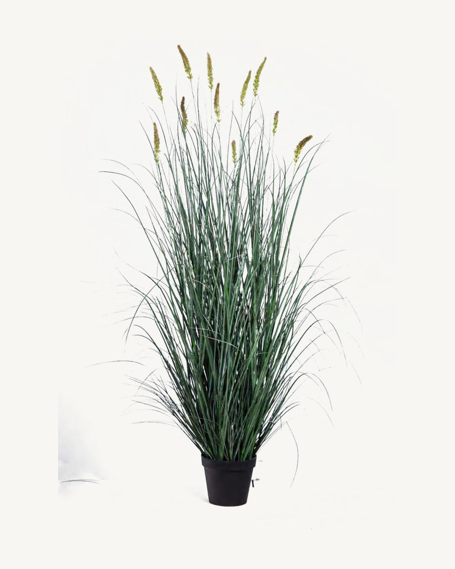 Capri Artificial Cattail Grass, 70.9 in