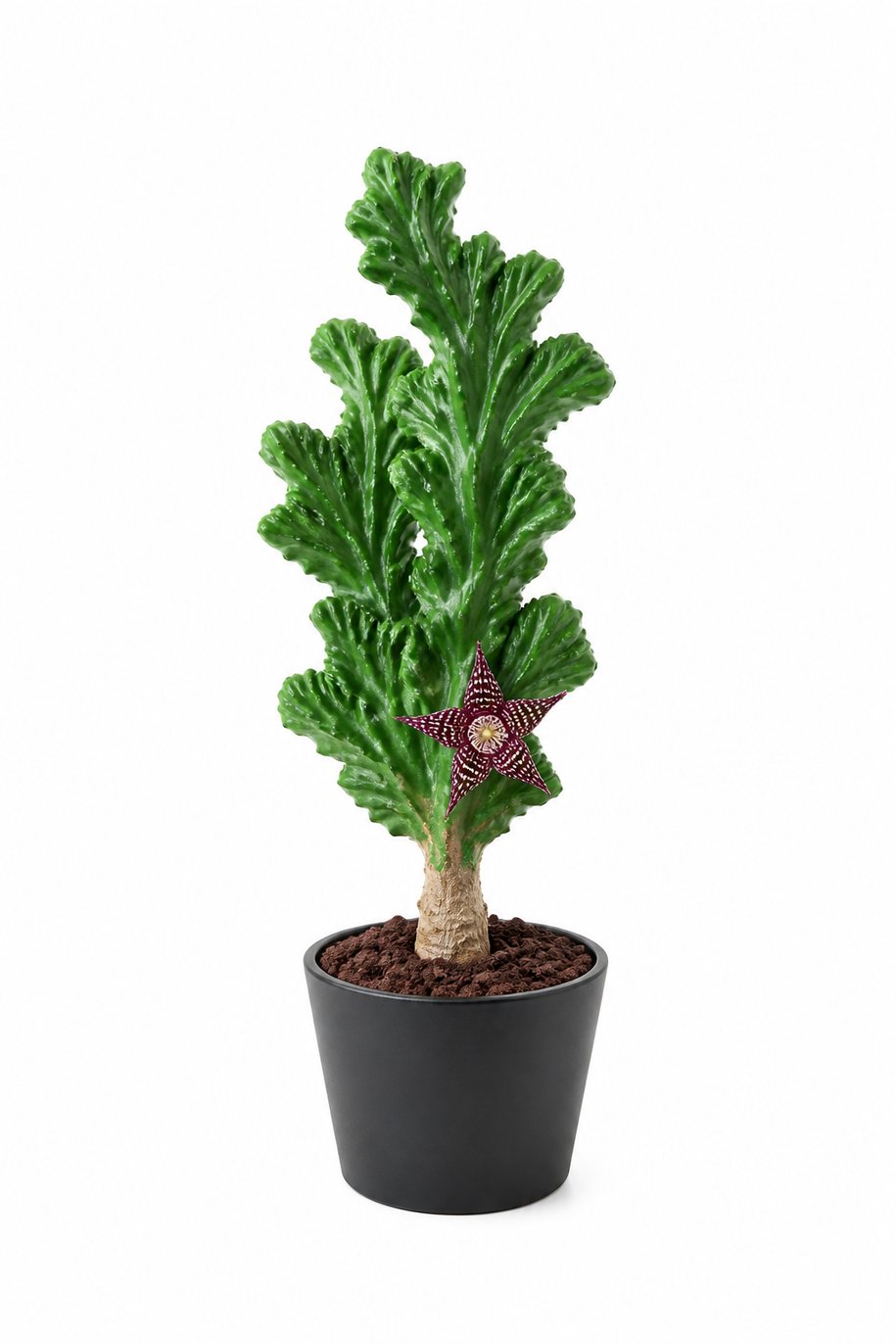Maison Moya - coral-cactus-sculptural - hero