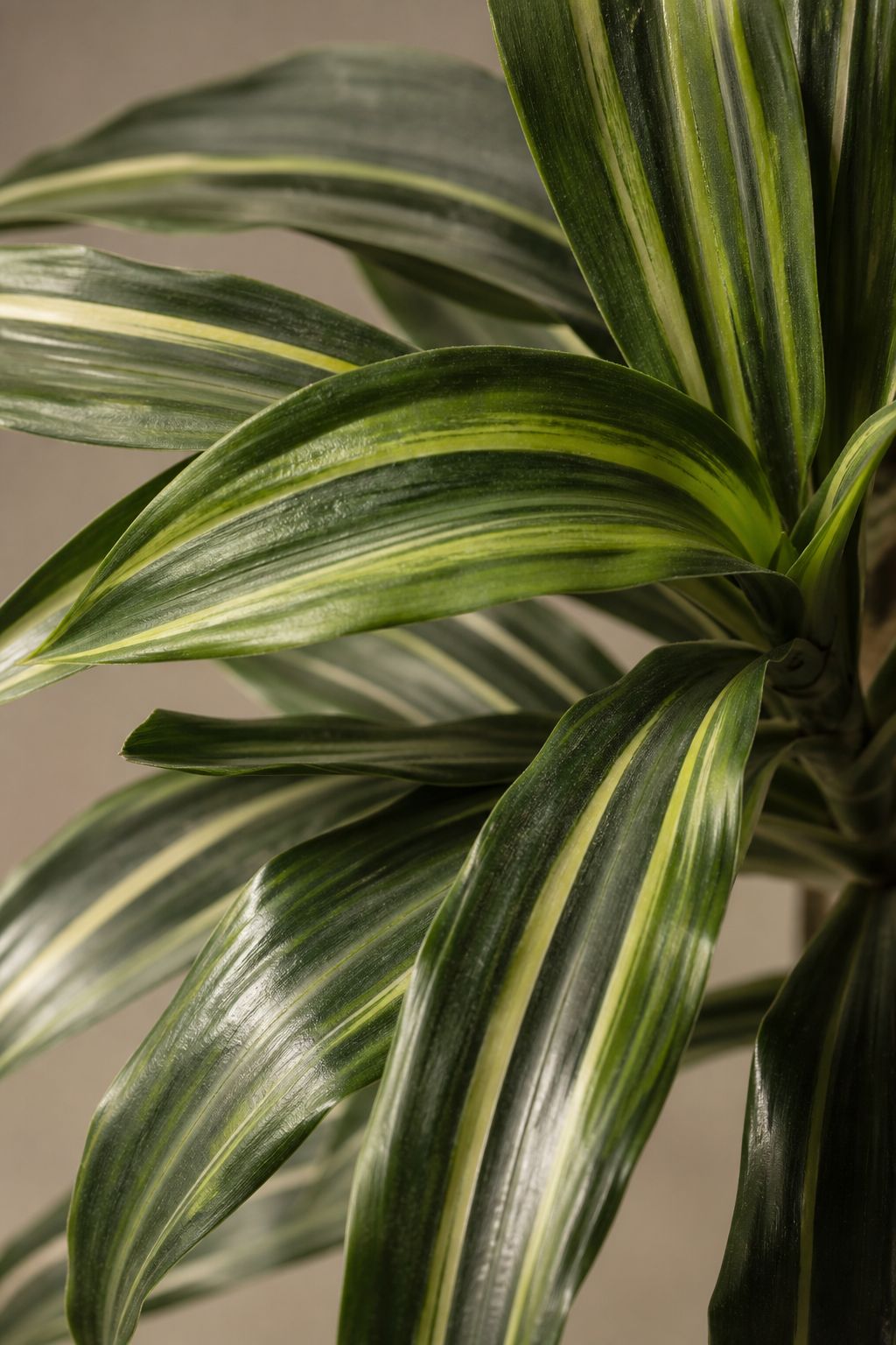 Maison Moya - Dracaena Realistic Trunk Faux Tree - closeup surface
