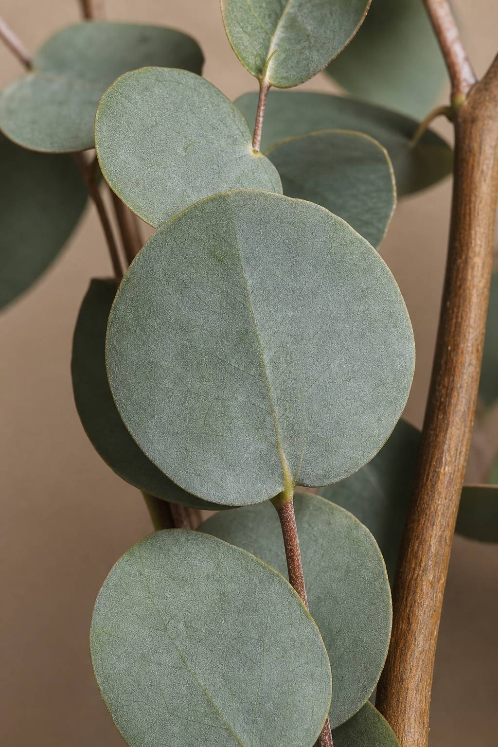 Maison Moya - Eucalyptus Round Leaf Faux Tree - closeup surface
