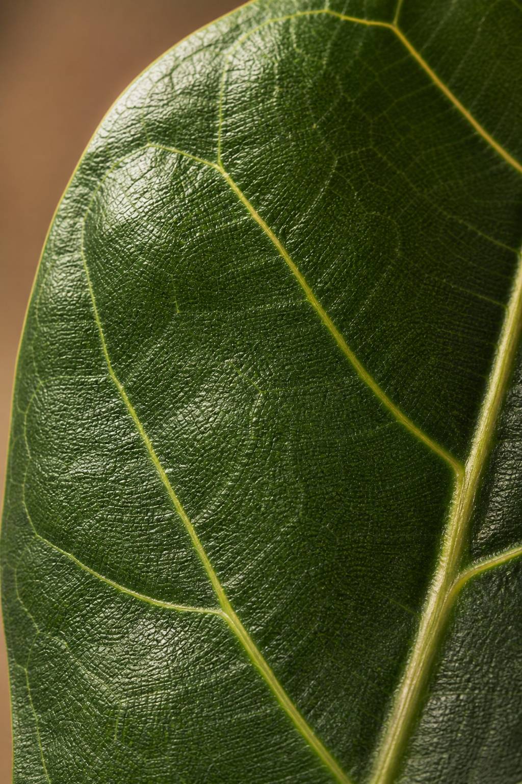 Maison Moya - Fiddle Leaf Fig Iconic Indoor Tree - closeup surface
