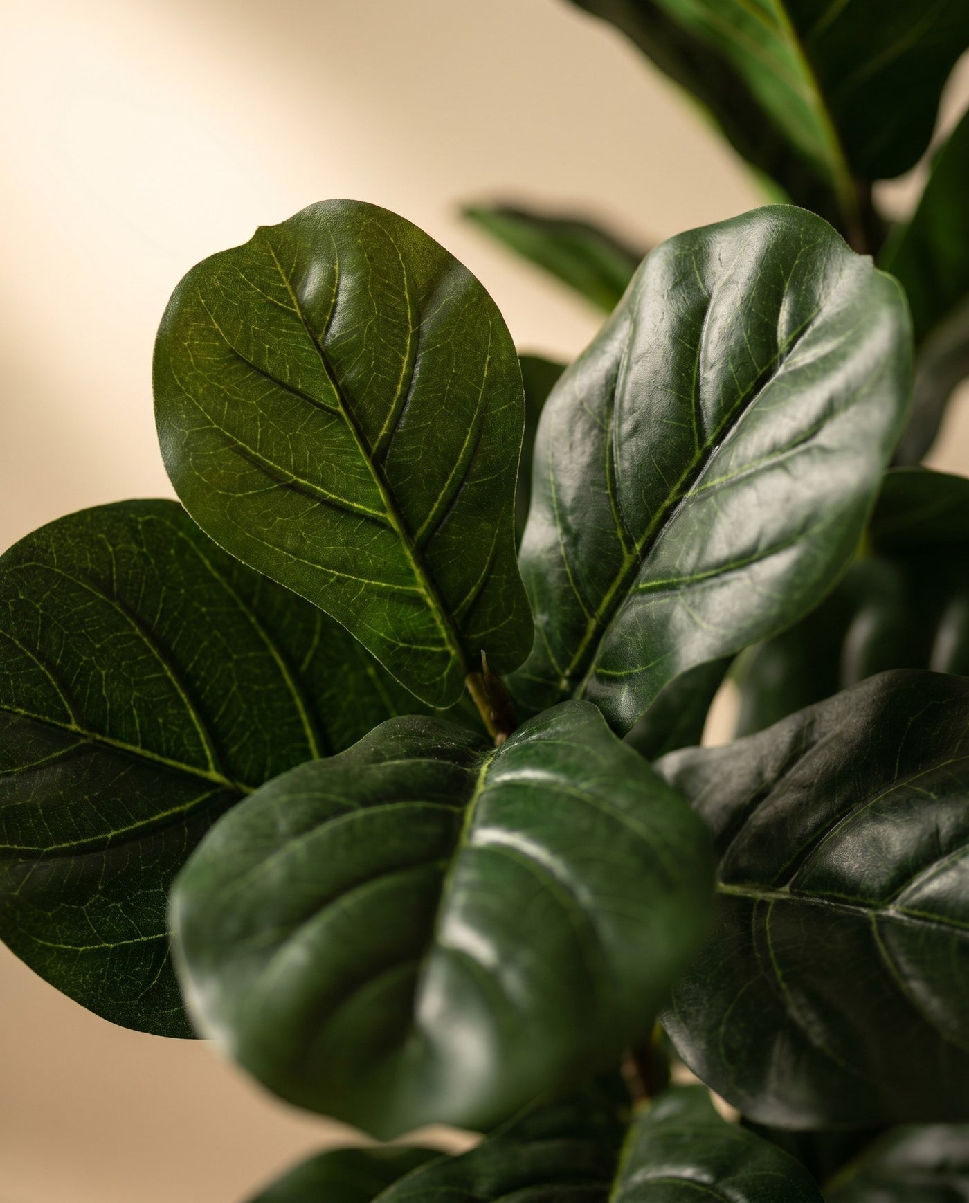Maison Moya - Fiddle Leaf Fig Iconic Indoor Tree - 03 closeup-top