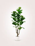 Ficus Lyrata Arbre artificiel