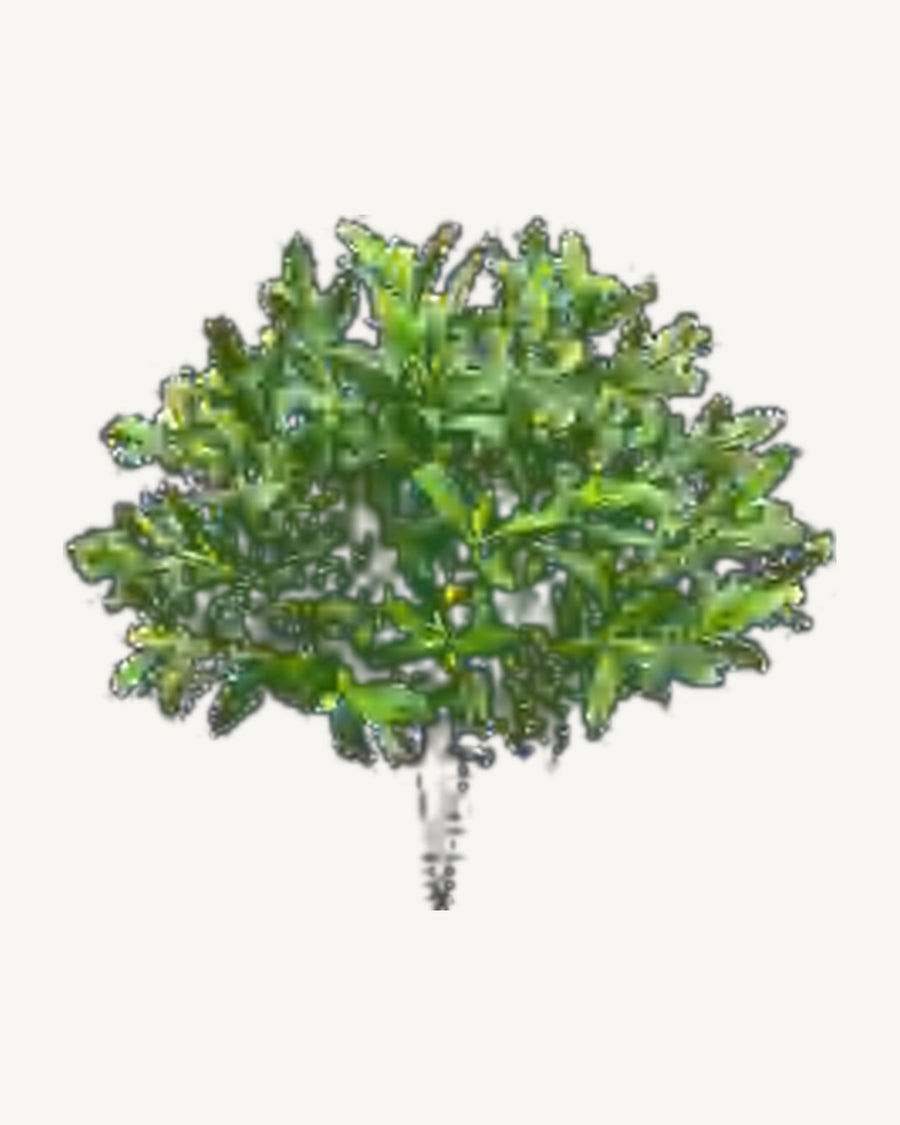 Gordes Artificial Olive Tree, full product studio view in the included nursery pot