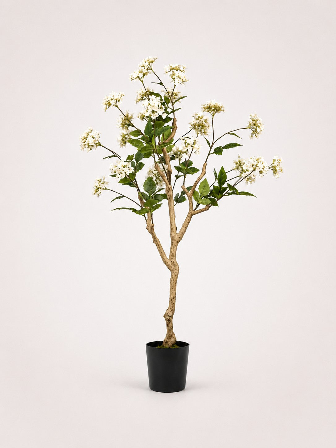Maison Moya hydrangea