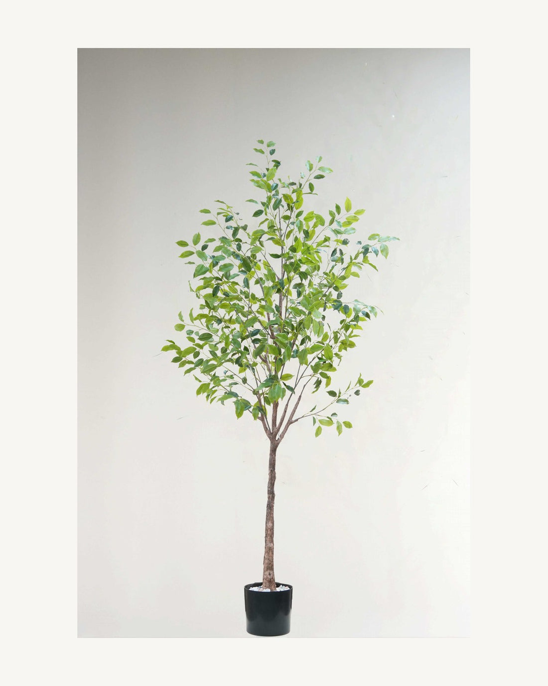 Artificial Ficus & Foliage Trees