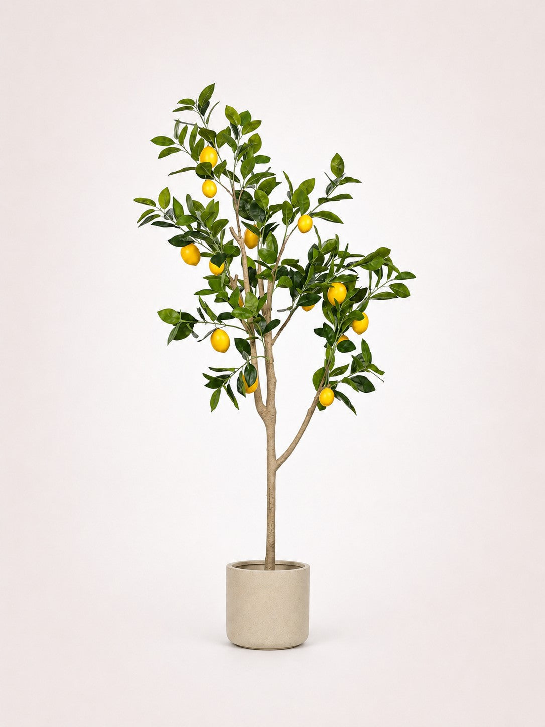 Maison Moya lemon-tree