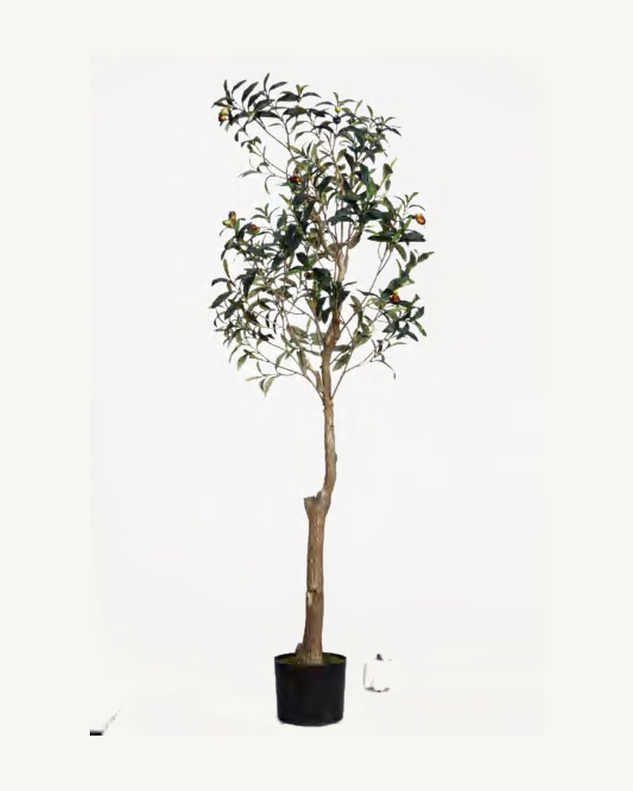 Madeira Artificial Olive Tree