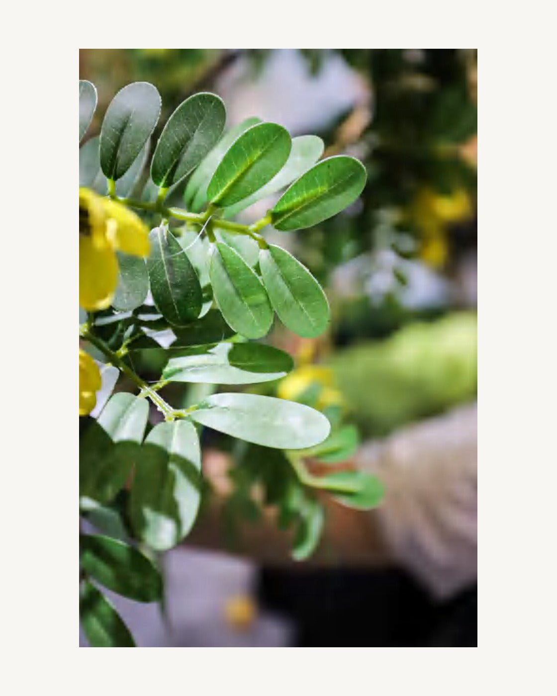 Maremma Artificial Osmanthus Tree, full product studio view in the included nursery pot