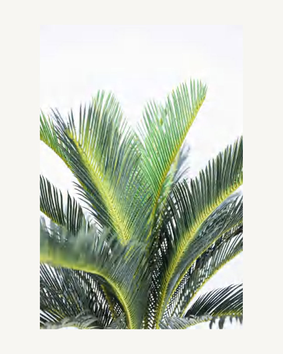 Maremma Artificial Sago Palm, 43.3 in, full product studio view in the included nursery pot