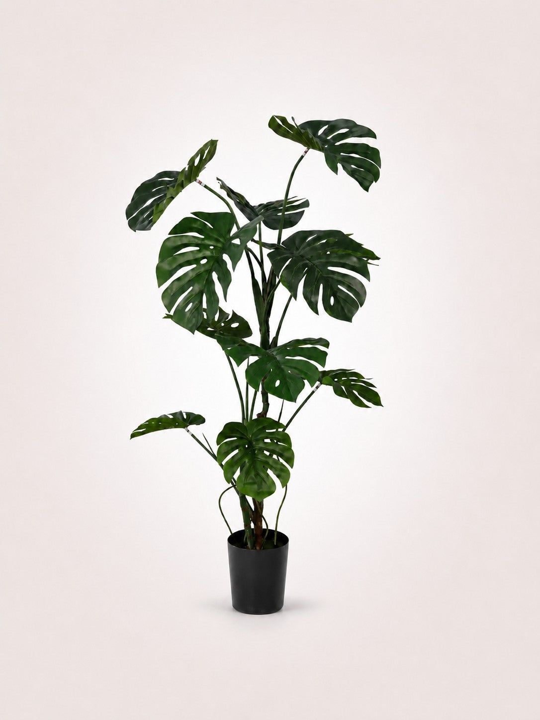 Maison Moya monstera