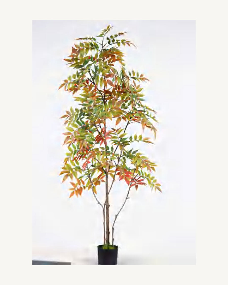 Noto Artificial Lacquer Tree, 70.9 in