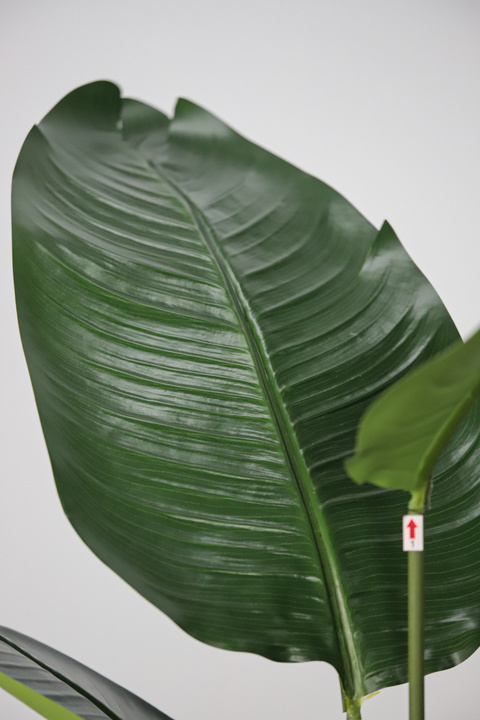 Traveler's Palm Tropical Statement Tree