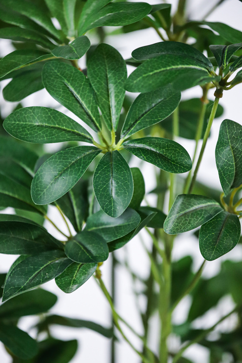 Schefflera Umbrella Faux Tree