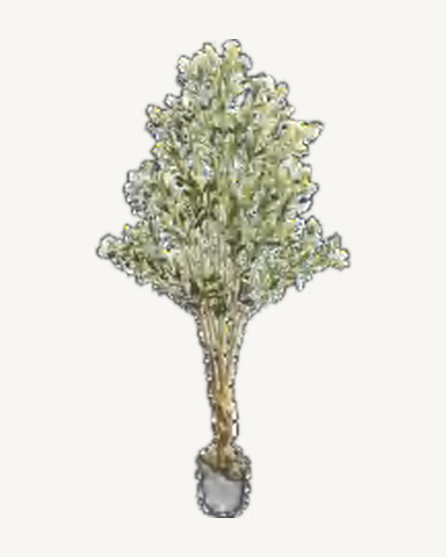 Positano Artificial Olive Tree, 59.1 in