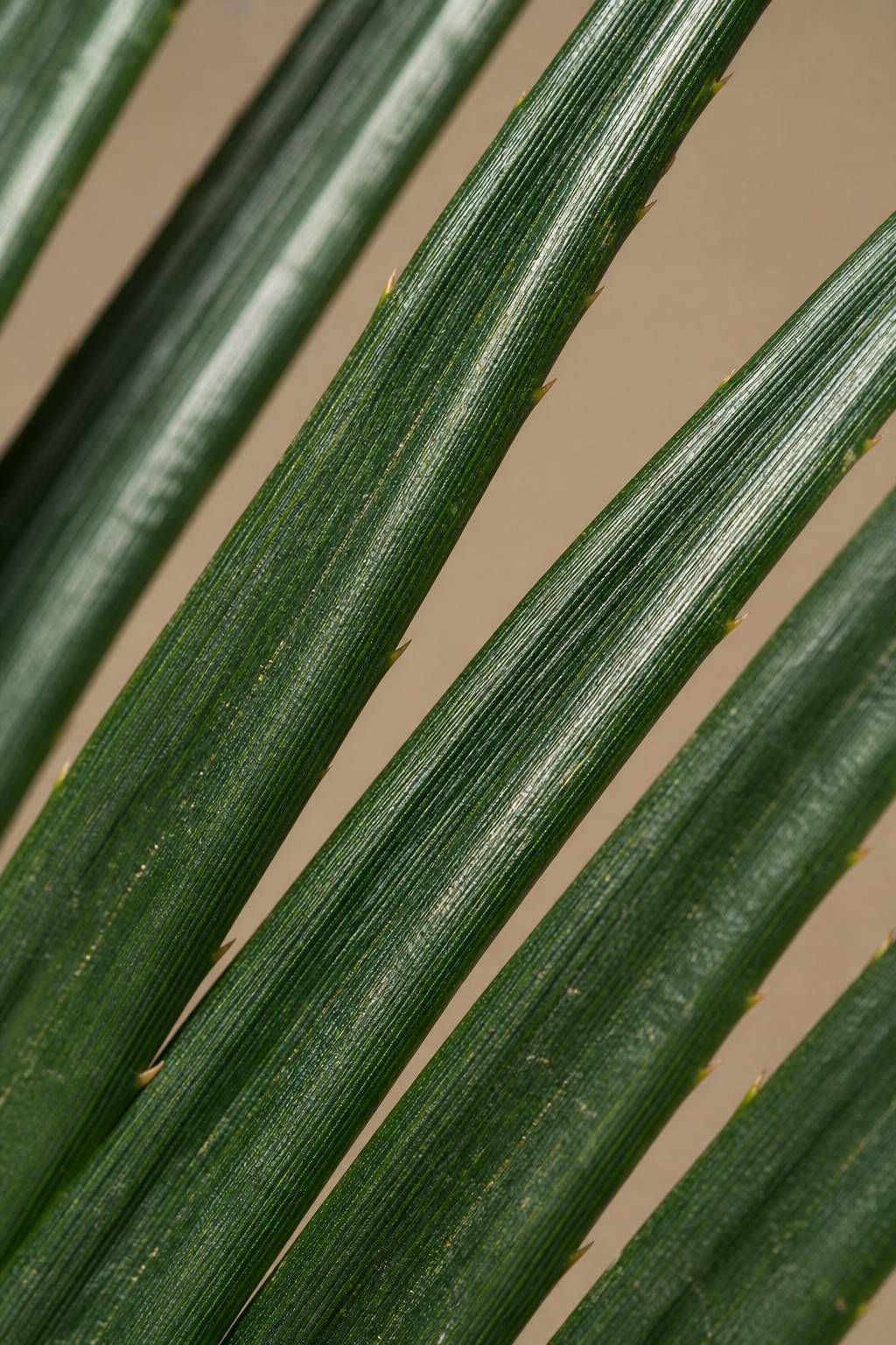 Maison Moya - Sago Palm Compact Tropical Plant - closeup surface