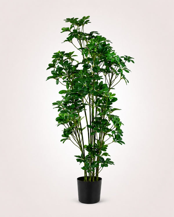 Schefflera Kunstboom